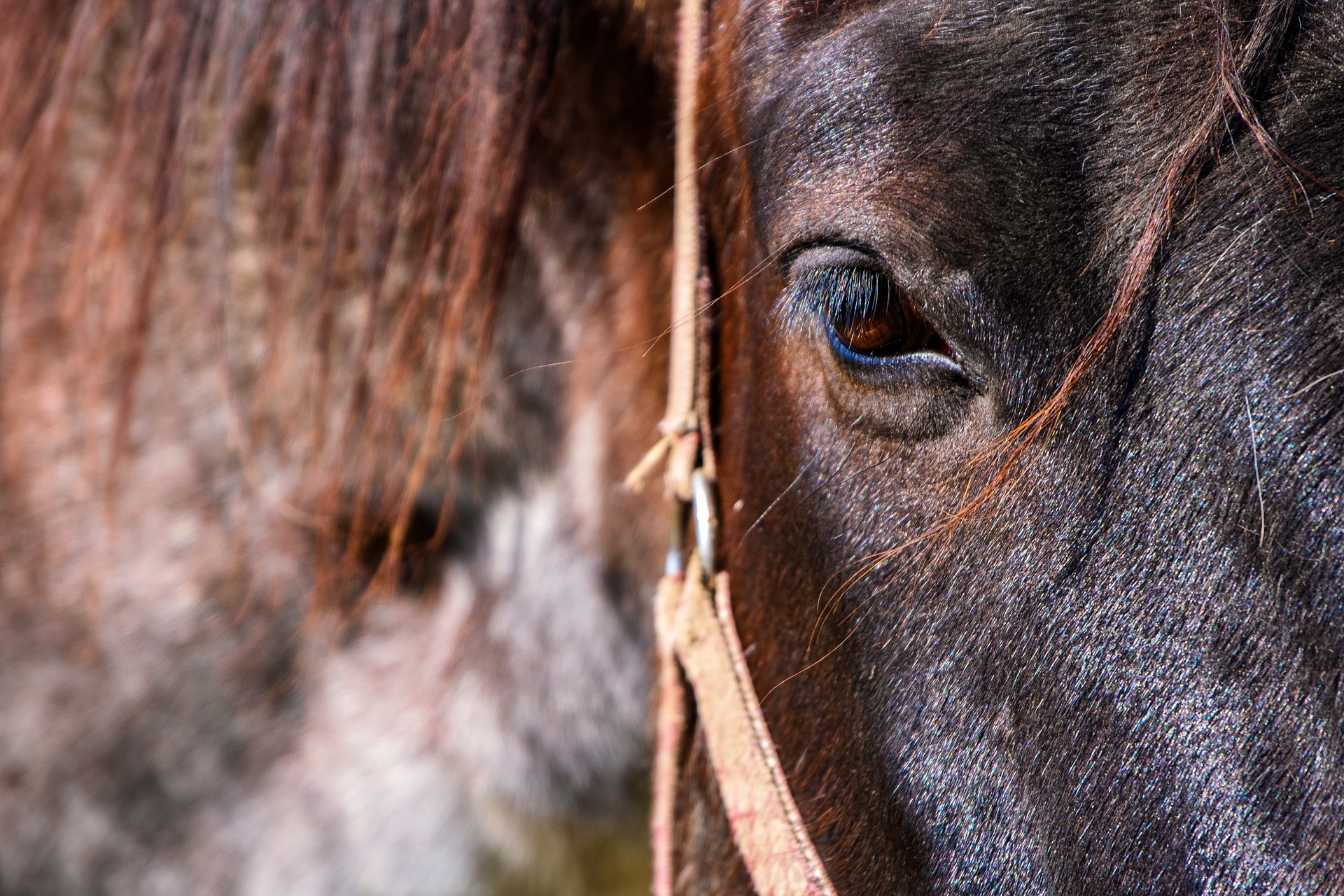 horse-4962780_1920